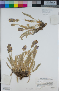 Oxytropis lagopus image