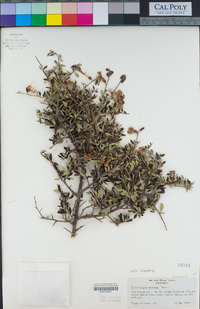 Pickeringia montana var. montana image