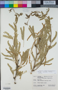 Prosopis velutina image