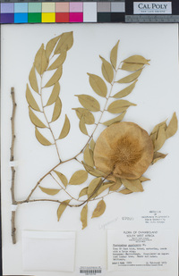 Pterocarpus angolensis image