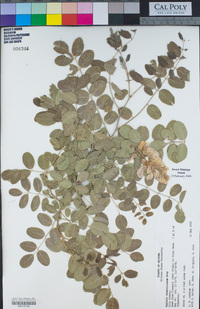 Robinia neomexicana image