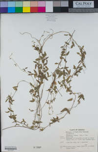 Rhynchosia senna var. texana image