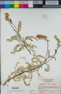 Astragalus nuttallii image