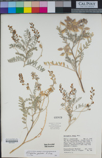 Astragalus palmeri image