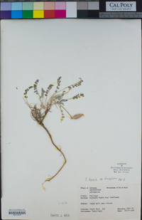 Astragalus tephrodes var. brachylobus image