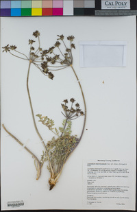 Lomatium macrocarpum image