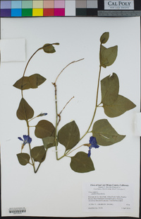 Vinca major image