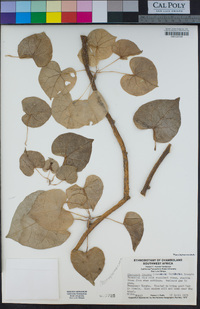 Image of Tinospora fragosa