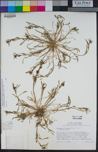 Calandrinia ciliata image