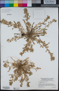 Calyptridium monandrum image