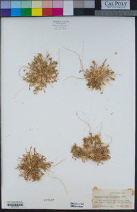 Calyptridium monandrum image