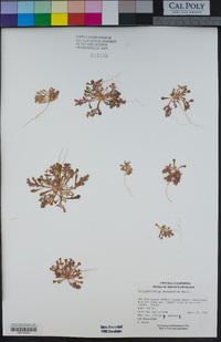 Calyptridium monandrum image