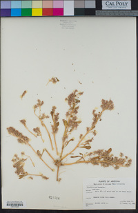 Calyptridium monandrum image