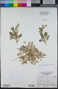 Calyptridium parryi image