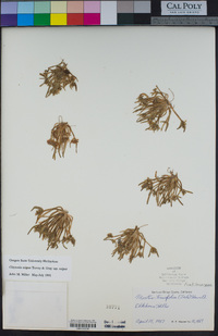 Claytonia exigua image