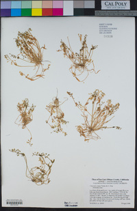 Claytonia exigua image