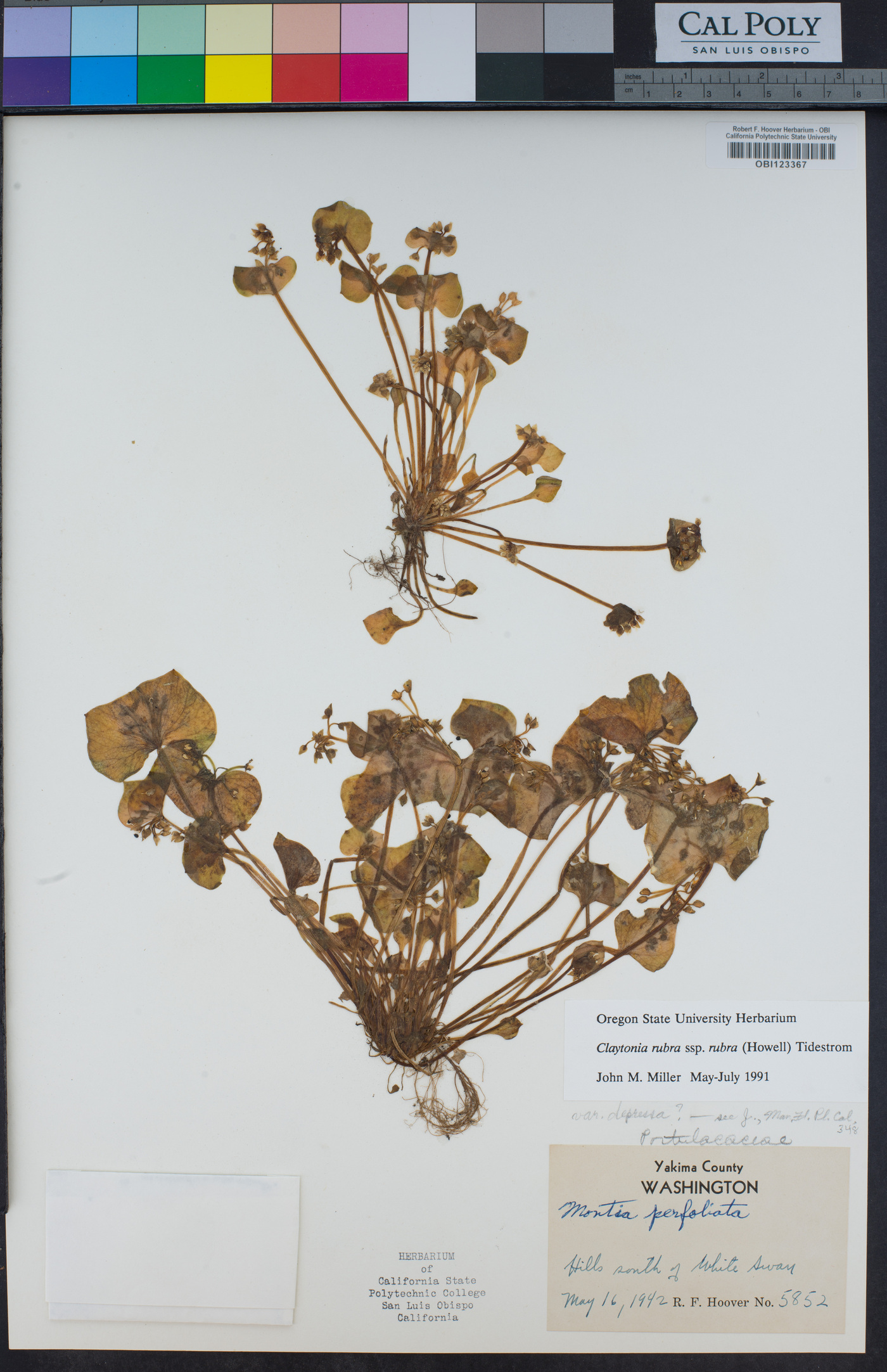 Claytonia rubra image