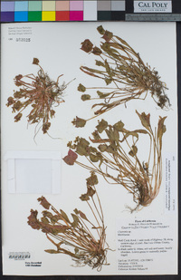 Claytonia parviflora image