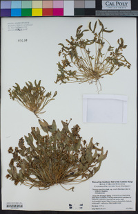 Claytonia parviflora image