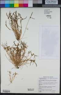 Claytonia parviflora image