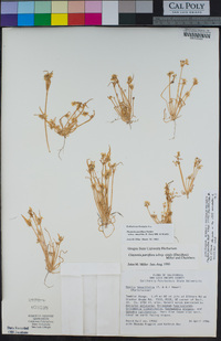 Claytonia parviflora image