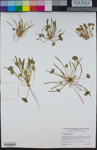 Claytonia parviflora image