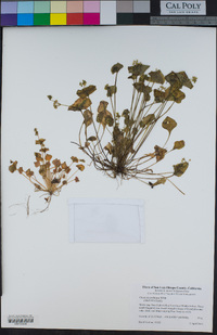 Claytonia perfoliata image