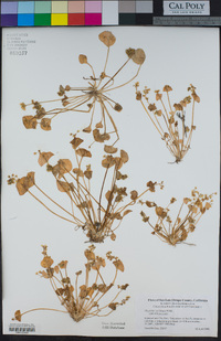 Claytonia perfoliata image