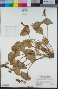 Claytonia perfoliata image