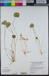 Claytonia perfoliata image