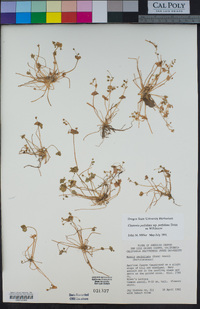 Claytonia perfoliata subsp. perfoliata image