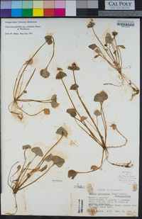 Claytonia perfoliata subsp. perfoliata image