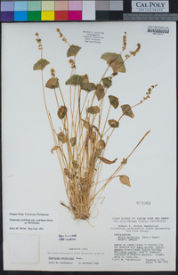 Claytonia perfoliata subsp. perfoliata image