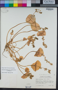 Claytonia perfoliata image