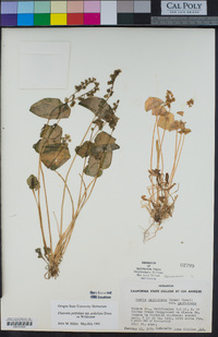 Claytonia perfoliata image