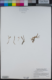 Lewisia pygmaea image