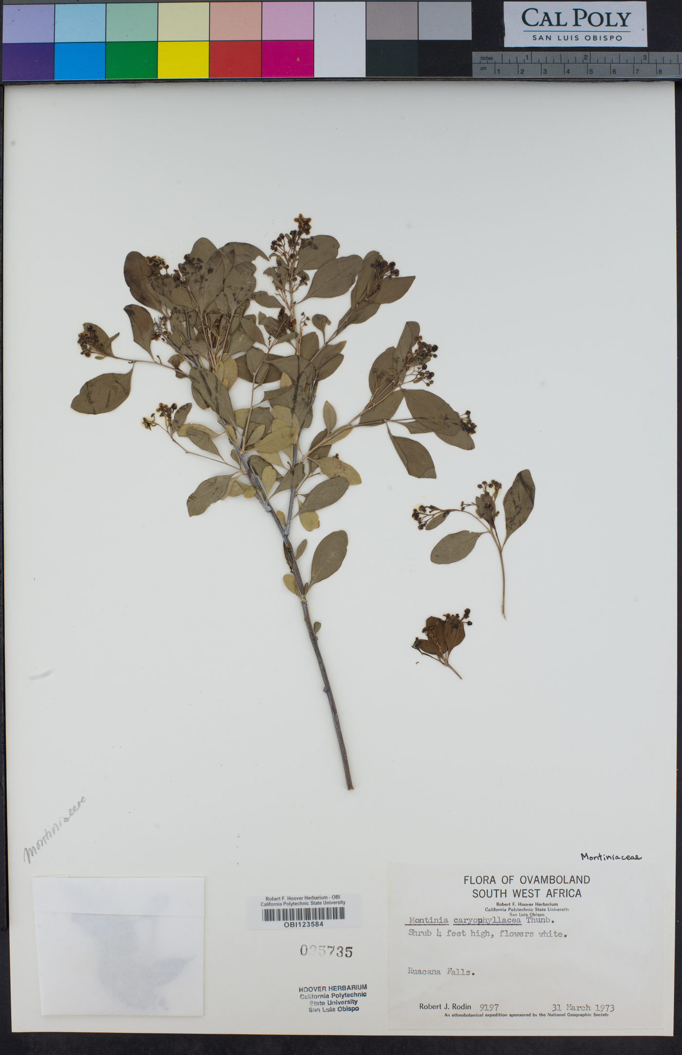 Montinia caryophyllacea image