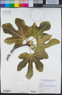 Ficus carica image