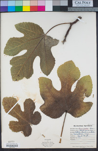 Ficus carica image