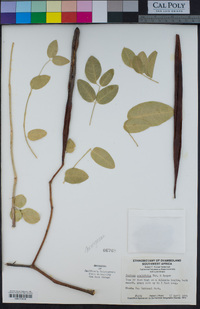 Image of Moringa ovalifolia