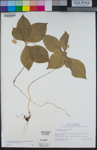 Lysimachia latifolia image