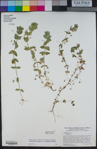 Lysimachia arvensis image