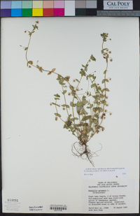 Lysimachia arvensis image