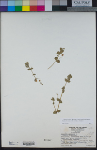 Lysimachia arvensis image