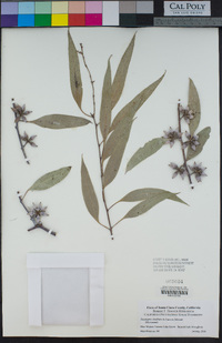 Image of Eucalyptus dealbata