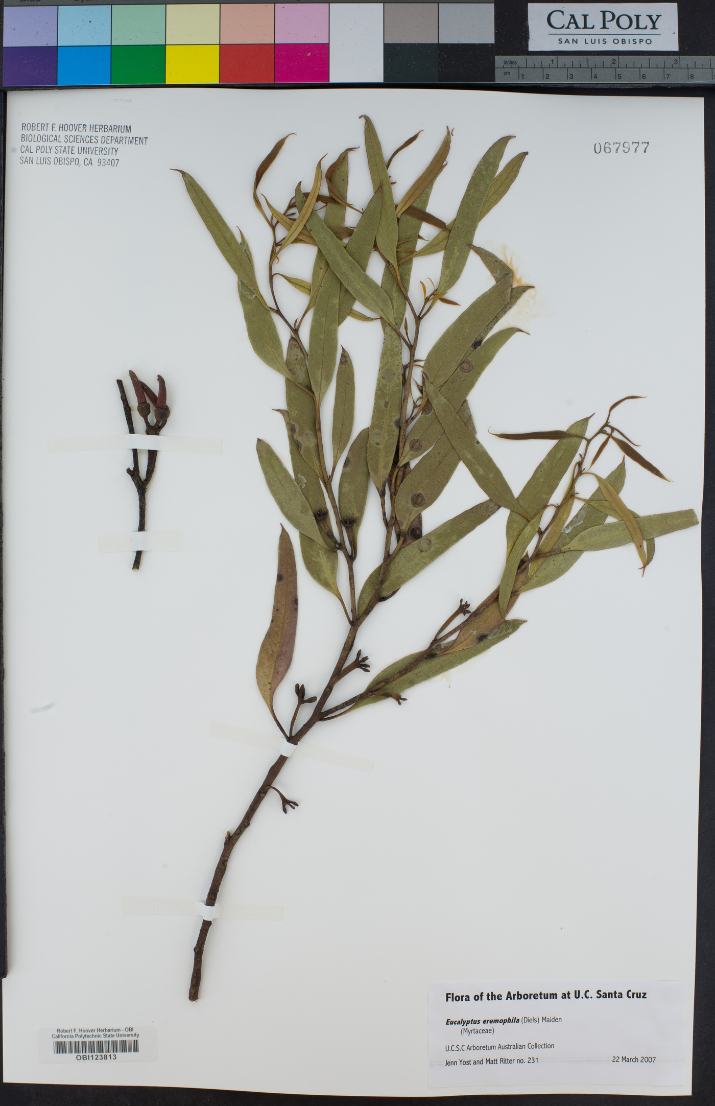Eucalyptus eremophila image