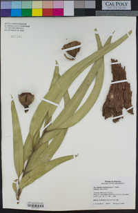 Eucalyptus erythrocorys image
