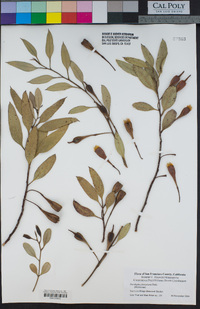 Image of Eucalyptus forrestiana