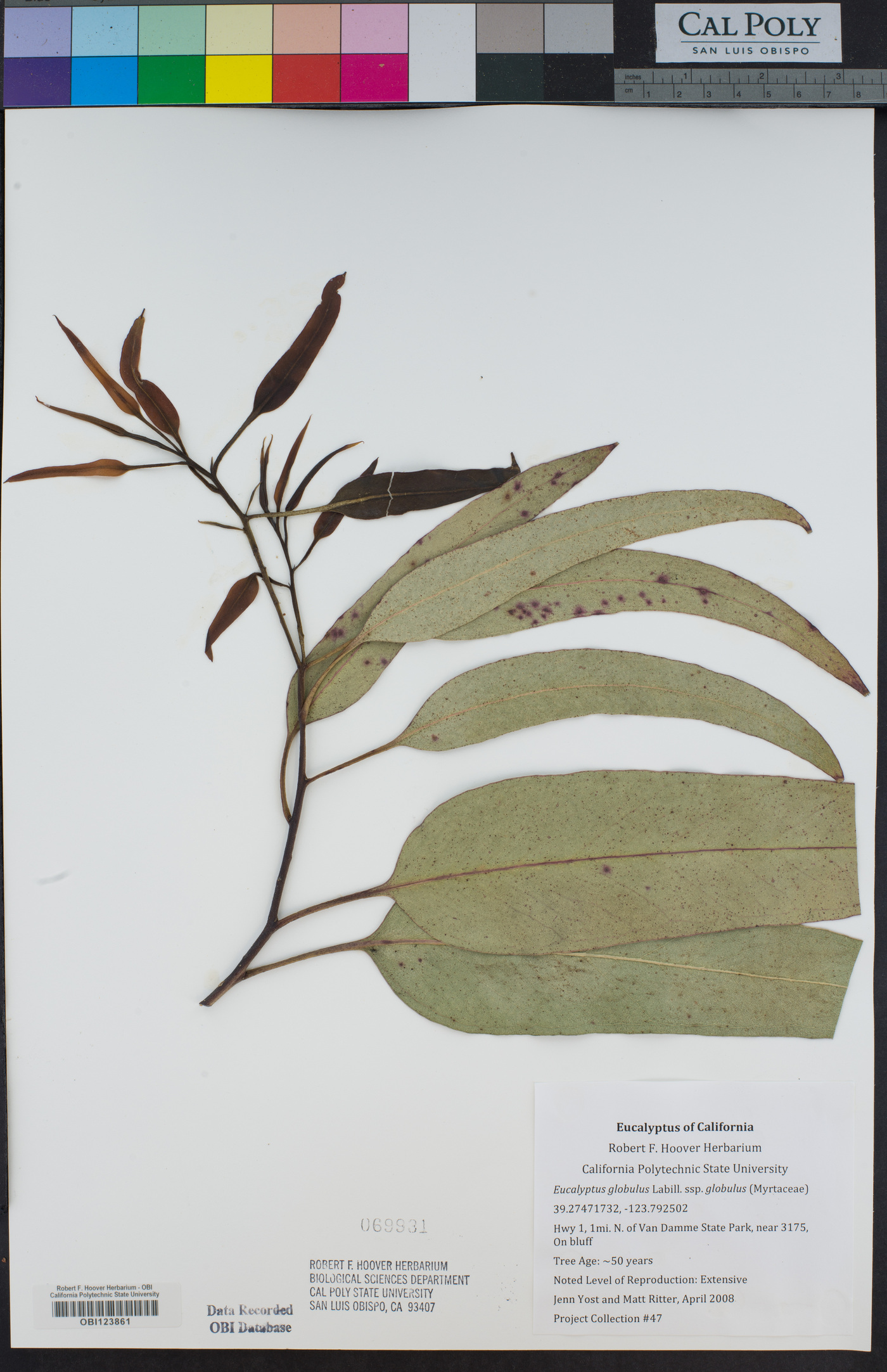 Eucalyptus globulus image