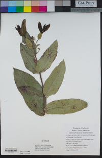 Eucalyptus globulus image